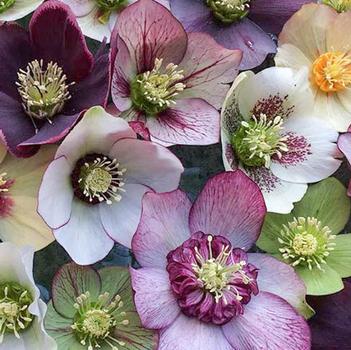 Helleborus 'Pine Knot Select Strain' 