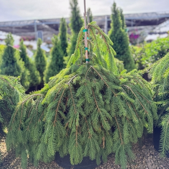 Picea abies 'Formanek'