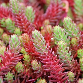 Sedum ochroleucum 'Red Wiggle'