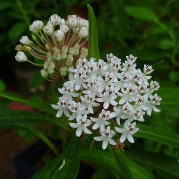 Asclepias perennis