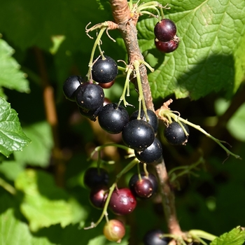 Ribes nigrum 'Consort'