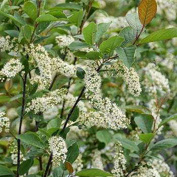 Prunus virginiana