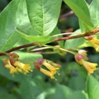 Lonicera involucrata
