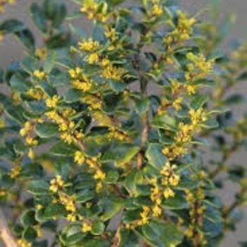 Azara microphylla