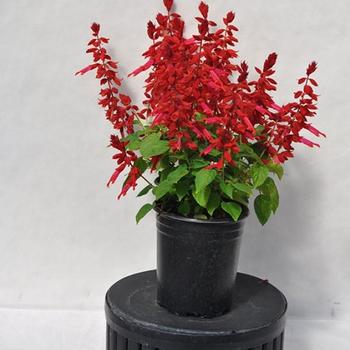Salvia splendens 'Grandstand Candy Apple'