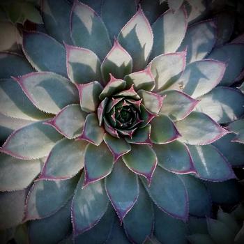 Sempervivum 'Twilight Blue'