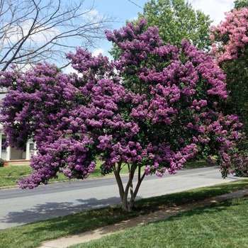 Lagerstroemia indica x fauriei 'Zuni'