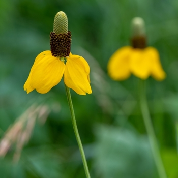 Ratibida columnifera
