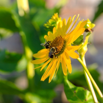 Silphium perfoliatum
