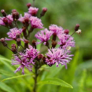 Vernonia fasciculata