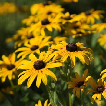 Rudbeckia hirta