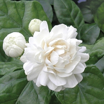 Jasminum sambac 'Grand Duke'