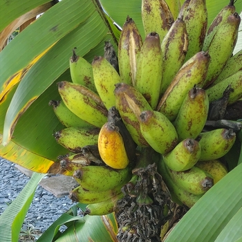 Musa 'Truly Tiny'