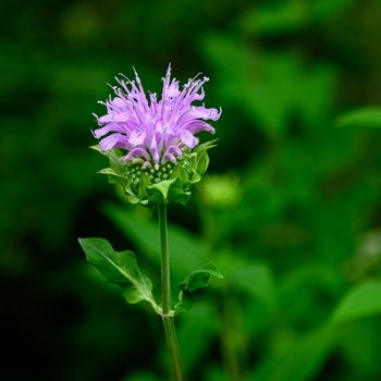 Monarda fistulosa