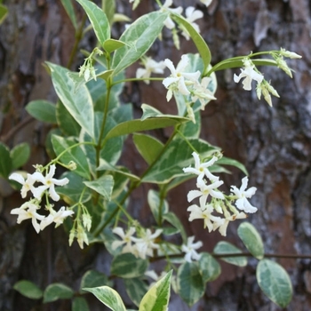 Trachelospermum jasminoides 'Variegata' 