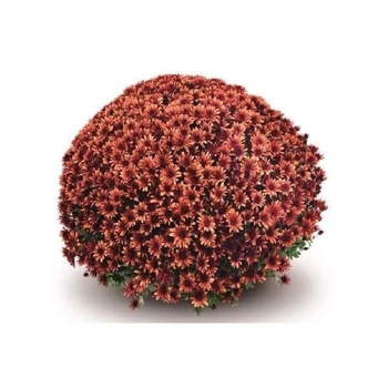 Chrysanthemum x morifolium