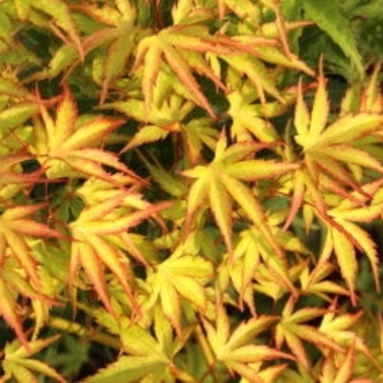 Acer palmatum 'Kamagata' 