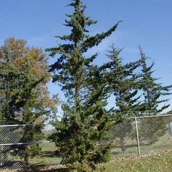 Juniperus virginiana 'Canaerti' 