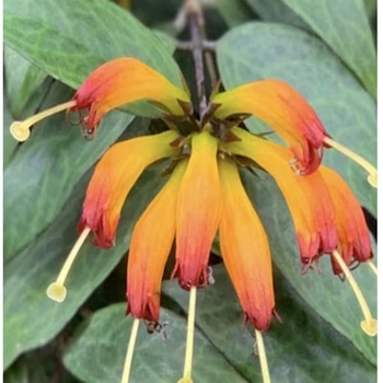 Aeschynanthus longicaulis 'Black Pagoda'