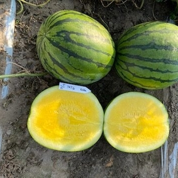 Citrullus lanatus 'Crimson Sweet' 