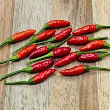 Capsicum annuum 'Calabrian Diavolicchio' 