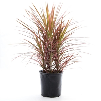 Cordyline