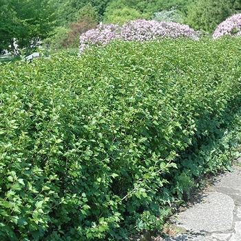 Ribes alpinum 'Green Mound'