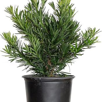 Podocarpus macrophyllus 'Pringles Dwarf'