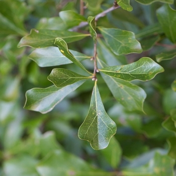 Quercus nigra