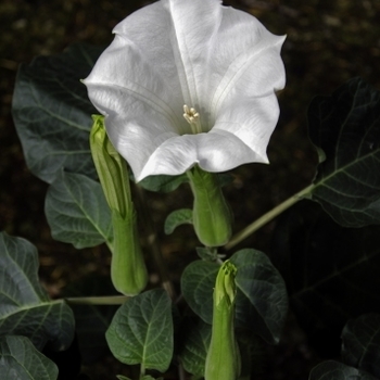 Datura metel