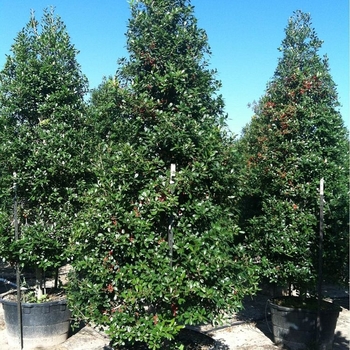 Ilex attenuata 'East Palatka'