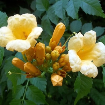 Campsis radicans f. flava