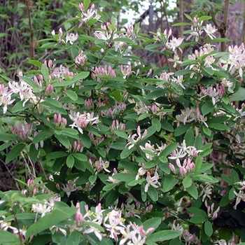 Lonicera periclymenum