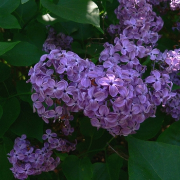 Syringa vulgaris 'Alba'