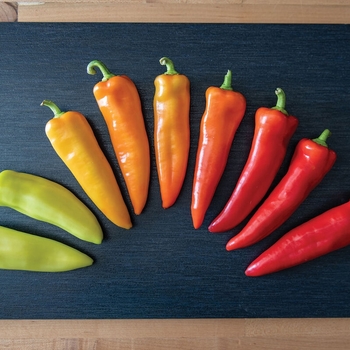 Capsicum annuum 'Hungarian Hot Wax'