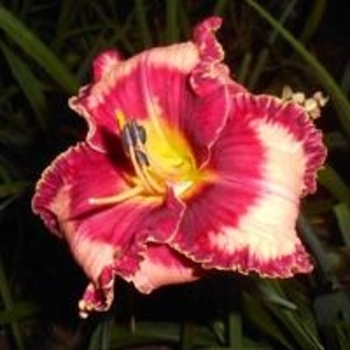 Hemerocallis 'Lies and Lipstick' 