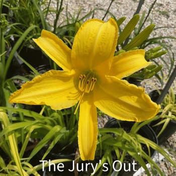 Hemerocallis 'The Jury's Out' 