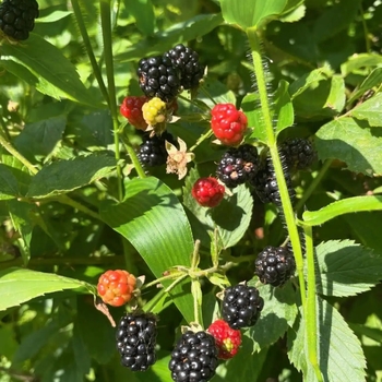Rubus 'Multiple Varieties'