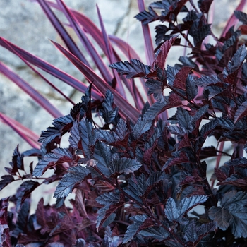 Physocarpus opulifolius 'Darkstar®'