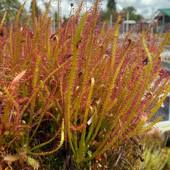 Drosera spatulata