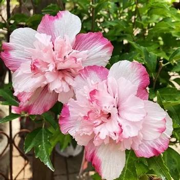 Hibiscus syriacus 'Danica' 