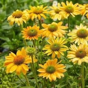 Echinacea purpurea 'Mellow Yellow'
