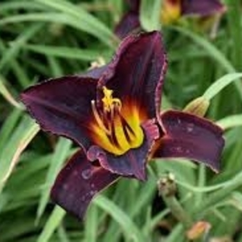 Hemerocallis 'Salieri'