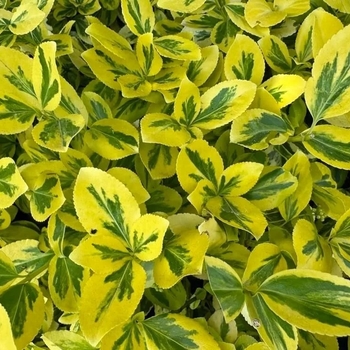 Euonymus fortunei