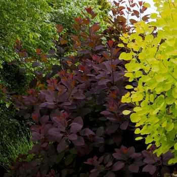 Cotinus coggygria 'Daydream' 