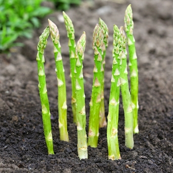 Asparagus 'Jersey Centennial'