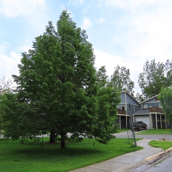 Tilia americana 'McKSentry' PP18,205
