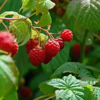 Rubus 'Killarney'