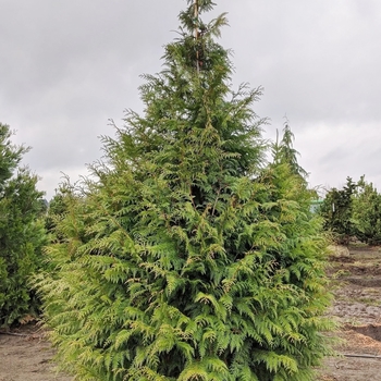 Thuja plicata 'Excelsa' 