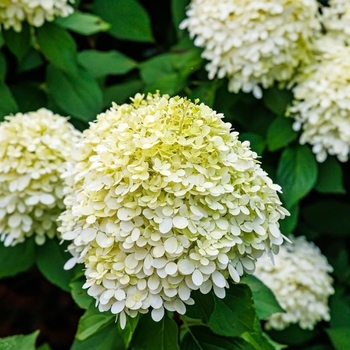 Hydrangea paniculata